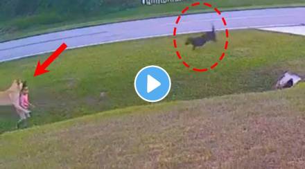 Viral Video pet dog saves small kid who is attacked by dog Netizens praise this heroic act