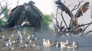 Migratory birds ujjani reservoir