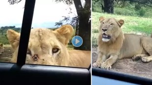 jungle safari video