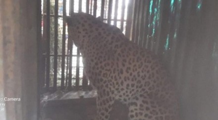 leopard confined chandrapur