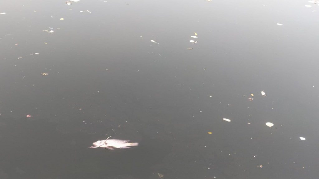 Dead fish Vimala lake Uran