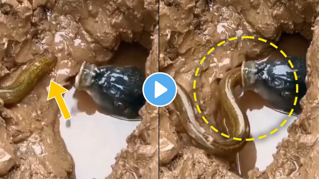 fish eat snake video