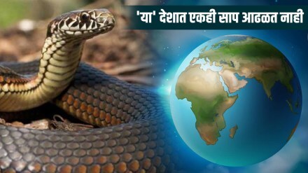 Snakes Are Not Found In Ireland