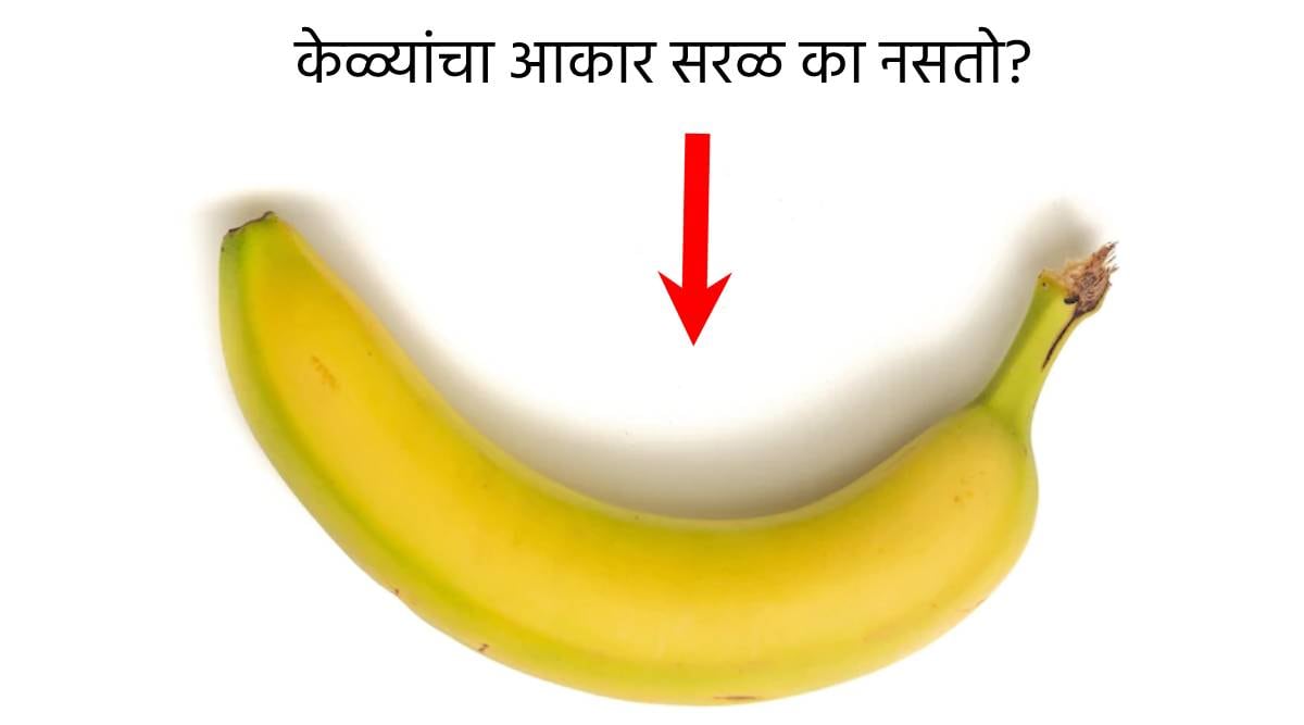 Why is the shape of Banana not straight but crooked know the reason behind this
