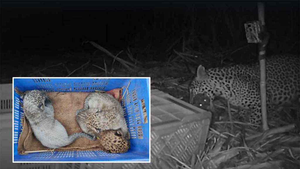 three leopard cubs reunited with mother in shirala