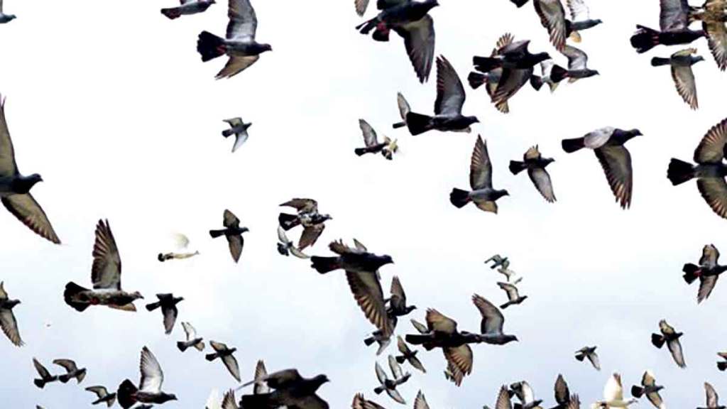 bird census in vasai virar