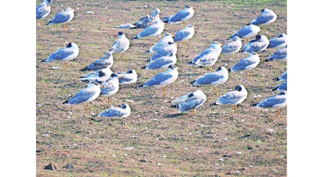 Migratory Bird Sanctuary at Ujani Reservoir