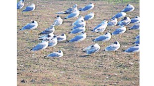 Migratory Bird Sanctuary at Ujani Reservoir