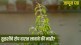 Tulsi Vastu Tips