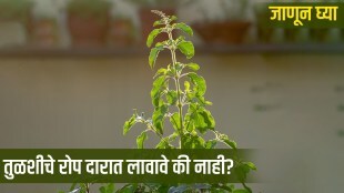 Tulsi Vastu Tips