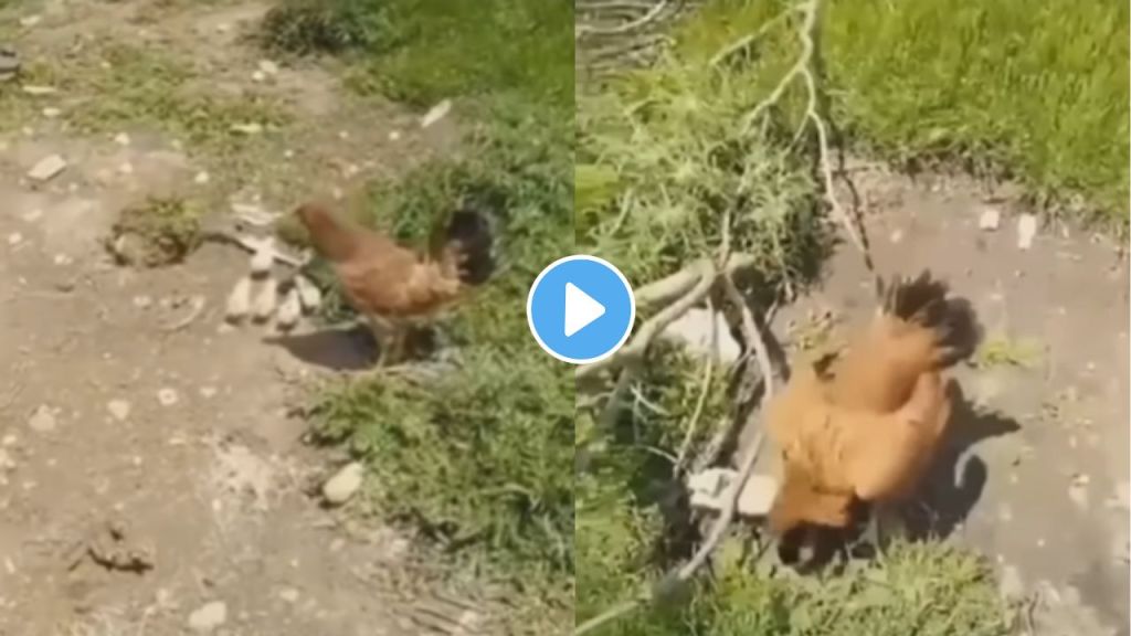 Chicken attack viral video