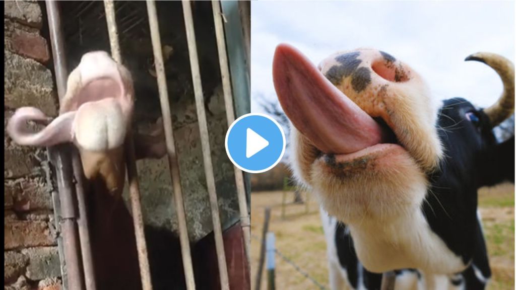 Cow trending video news