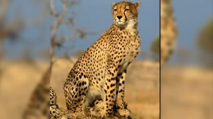 cheetah