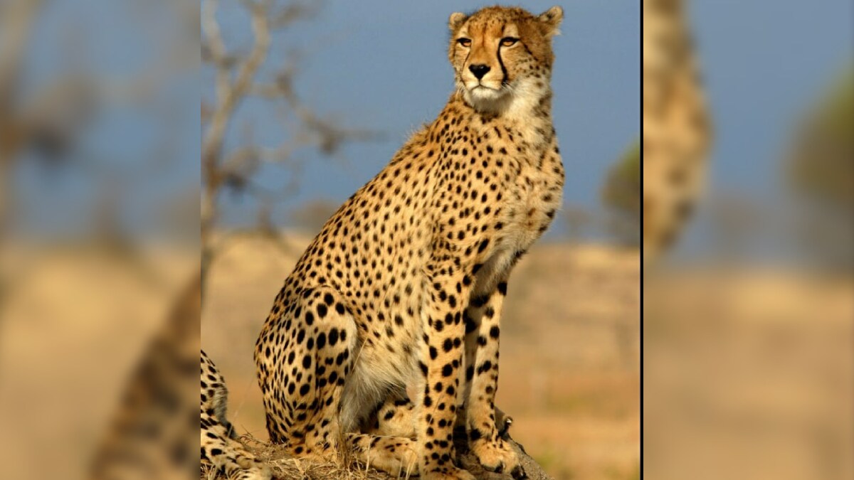 cheetah