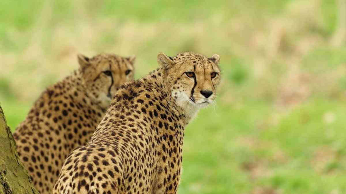 cheetahs