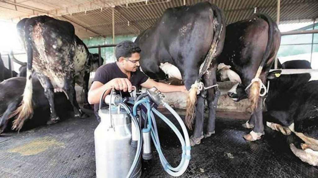 गायीच्या प्रति लिटर दूध विक्री दरात दोन रुपयांनी वाढ
(संग्रहित छायाचित्र) ; फोटो- लोकसत्ता