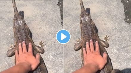 crocodile Attack Viral Video On Instagram