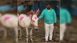 A huge turnover in the traditional donkey market of Jejuri