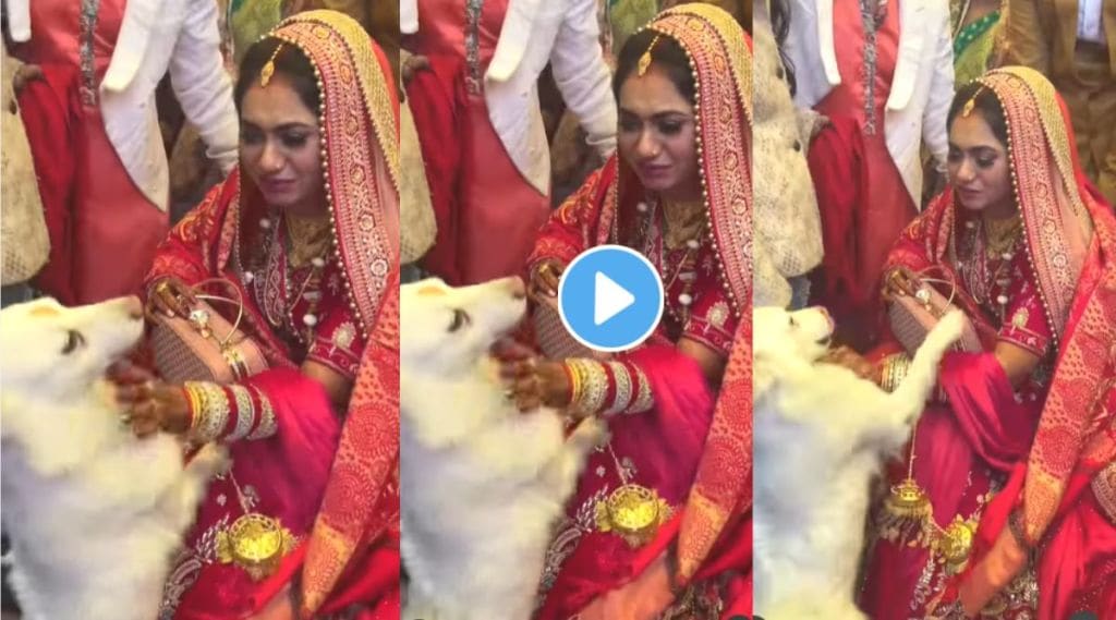 dog stops bride during bidaai viral video on Instagram