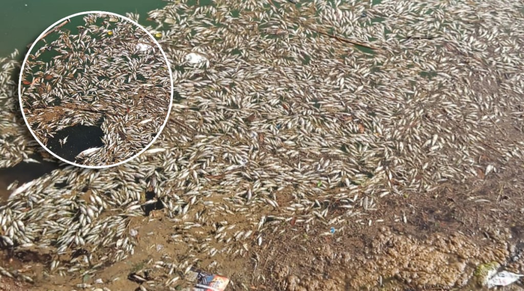 कासा: वरोली नदीत अचानक हजारो मासे मृत, नदी प्रदूषित झाल्याने जलचर व नागरिकांना मोठा धोका
