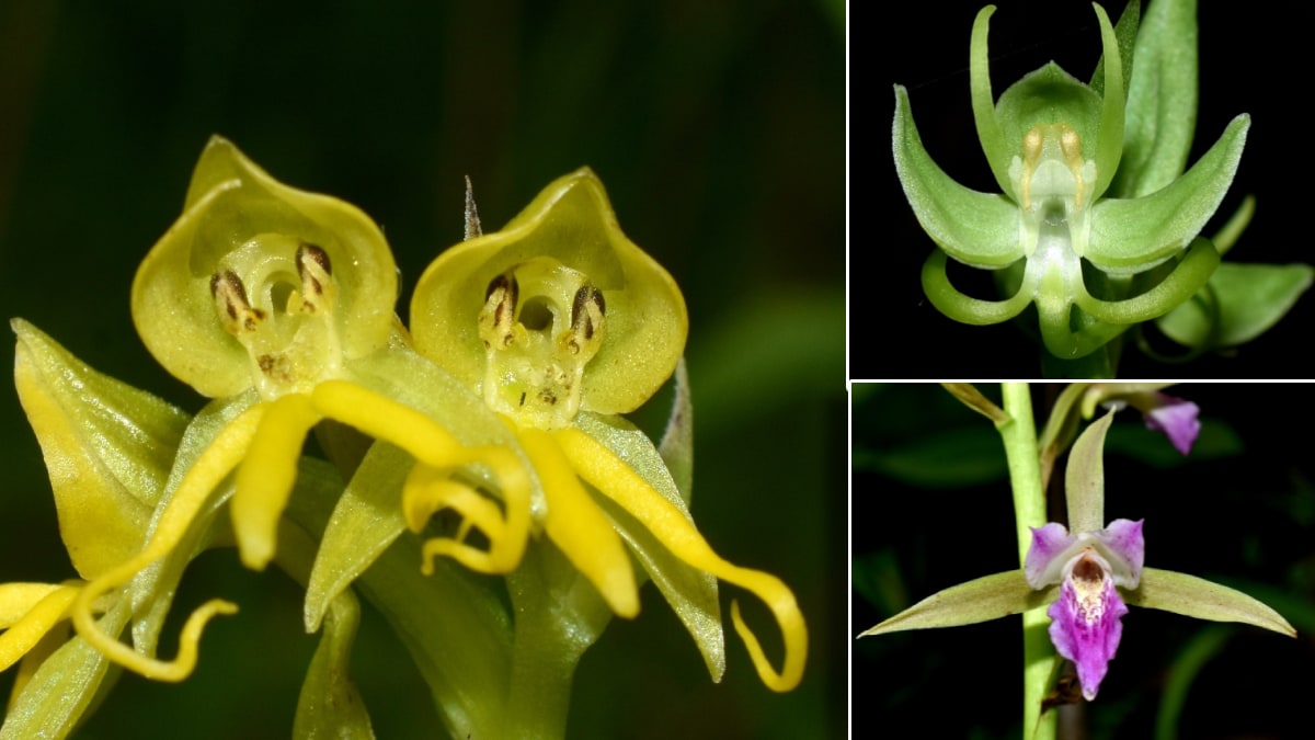 flower research