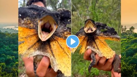 frilled neck lizard viral Video On Instagram