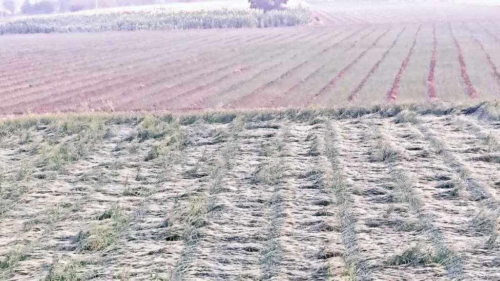 hailstorm in rahuri taluka in ahmednagar district