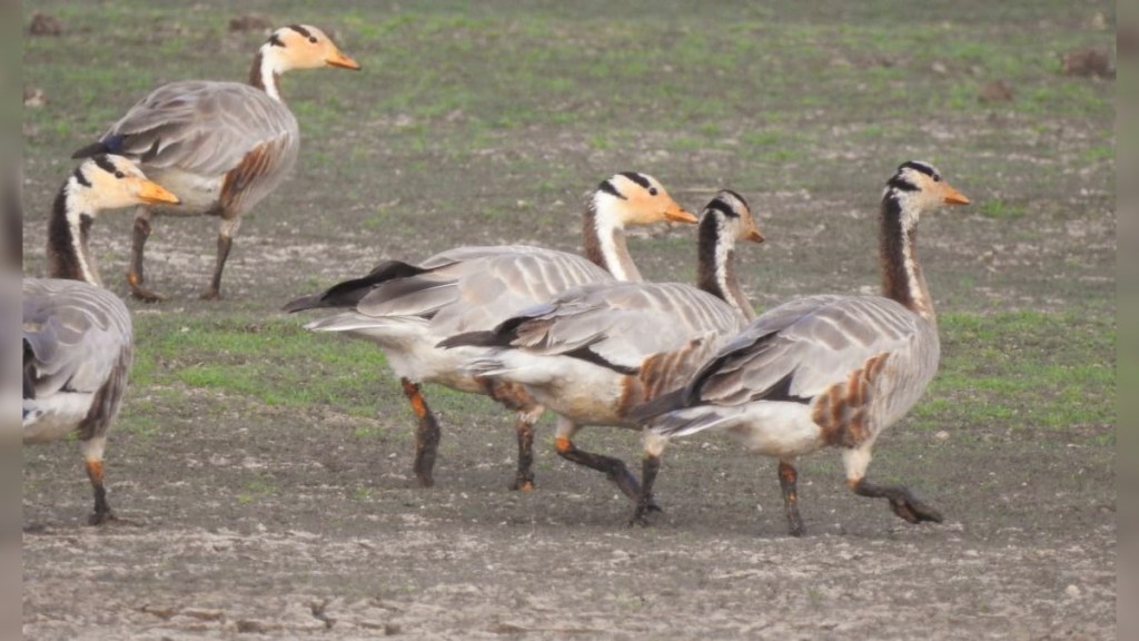 goose bird