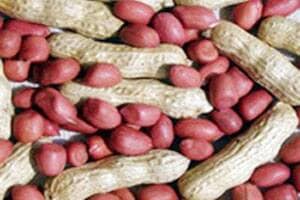groundnut rate increase