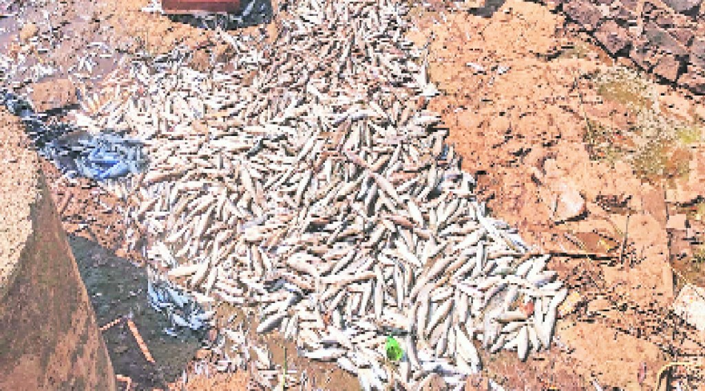 fish dead in panchganga river