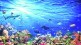 Marine animal life