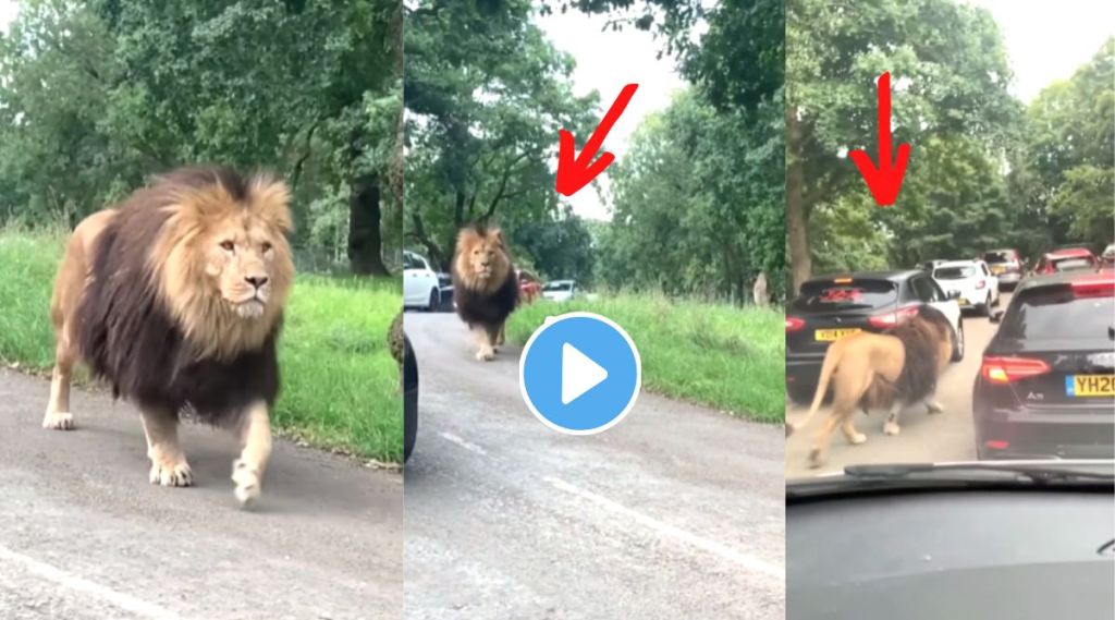 lion walks on road viral Video