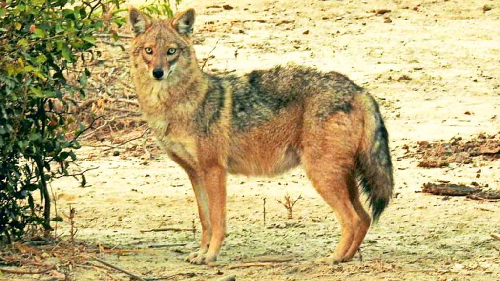 over two hundred years old rare golden jackal
