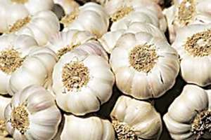 Increase in garlic prices in Mumbai Agricultural Produce Market Committee