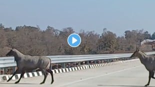 nilgai on samruddhi highway