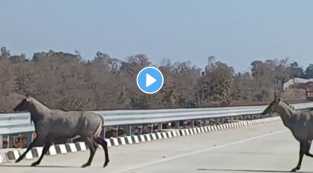 nilgai on samruddhi highway