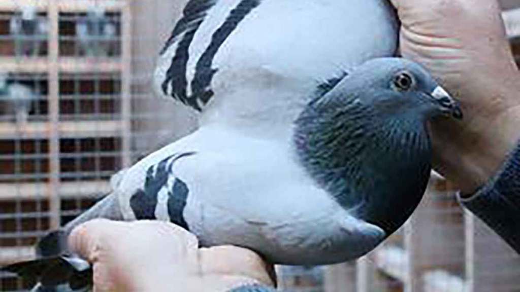 firefighter injured while rescuing pigeon