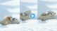 polar bear cuddles with mother viral Video on twitter