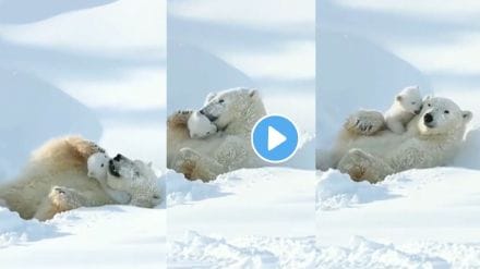 polar bear cuddles with mother viral Video on twitter