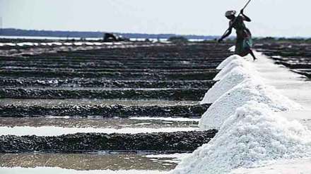 government policy for auction of salt land