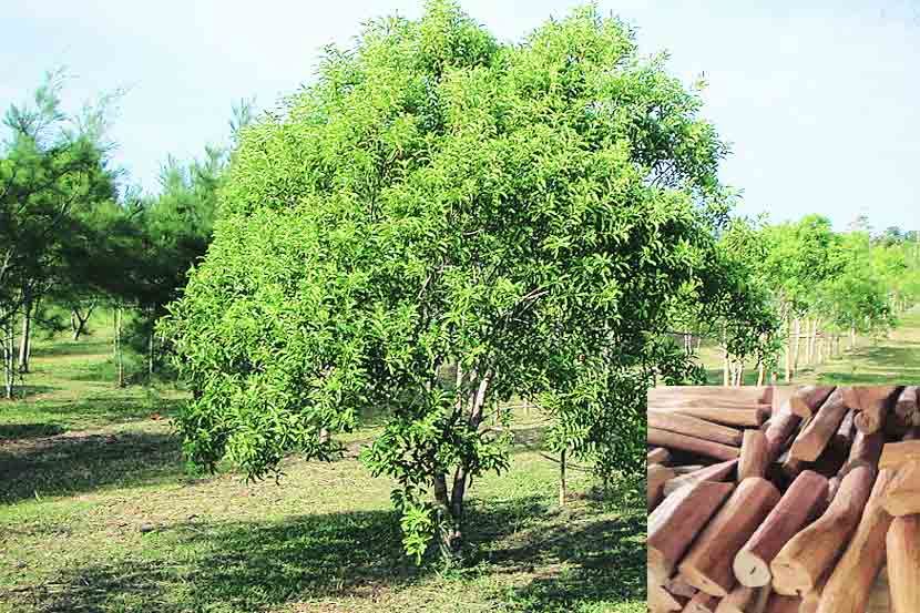 Sandalwood trees stolen Osho Ashram
