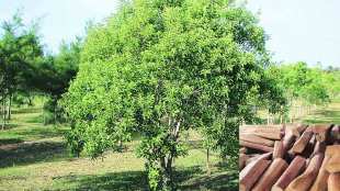 Sandalwood trees stolen Osho Ashram