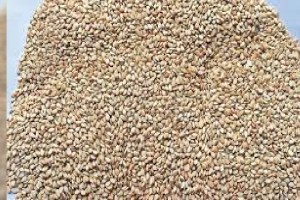 sesame