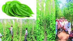 betel leaf farming information