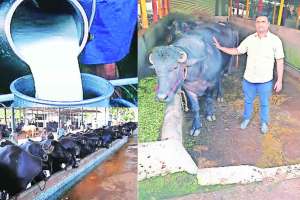 dairy farming success story