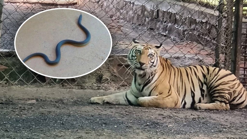 snake in tiger cage