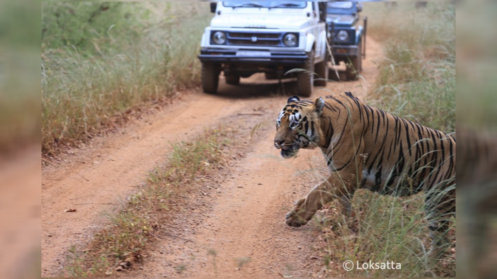 tadoba