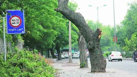 Trees uprooted proposal for development works in sanpada