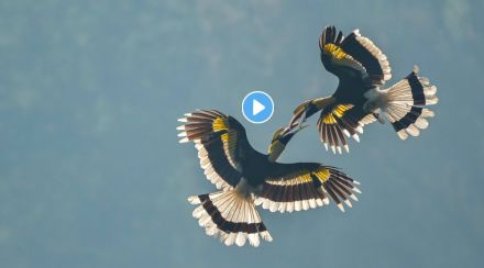 two hornbills bird fight viral video on twitter