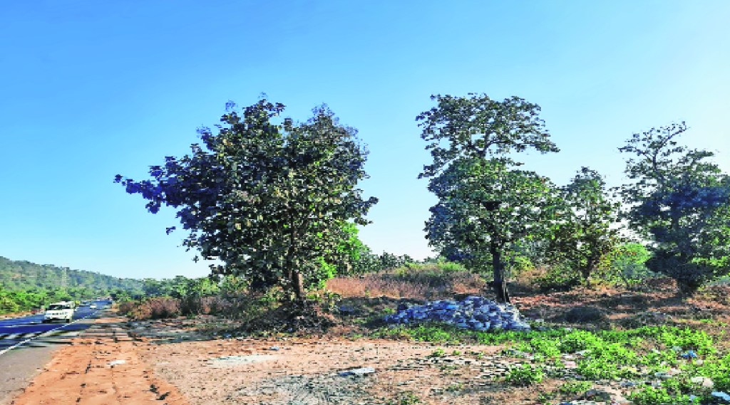 Plot to grab forest department land in palghar